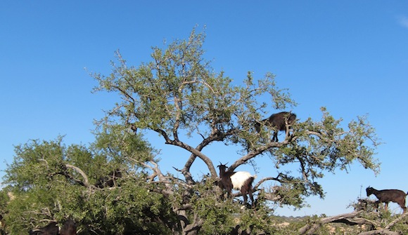 Goats climbing in trees - Goats love to climb trees - Atlas Obscura Blog