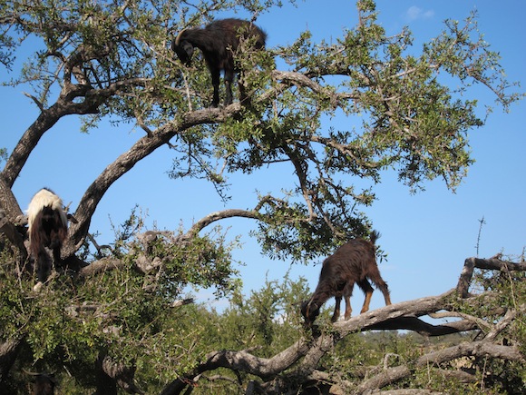 Goats in Trees - Tree climbing goats - Altas Obscura Blog