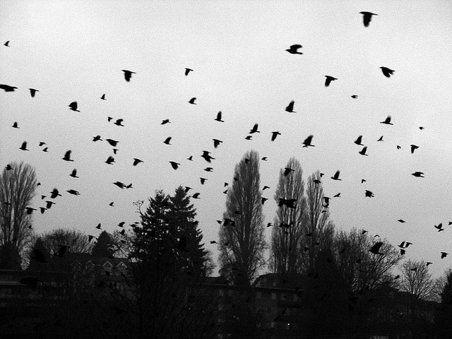 Crows in Winter Flock to Minneapolis - Atlas Obscura Blog