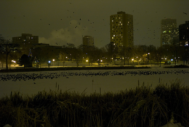 Crows Roosting for the Winter - Loring Lake - Minneapolis MN - Atlas Obscura